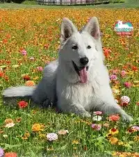 cuccioli-crescono-evdz