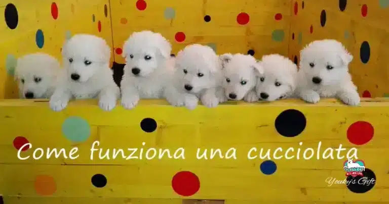 come funziona una cucciolata