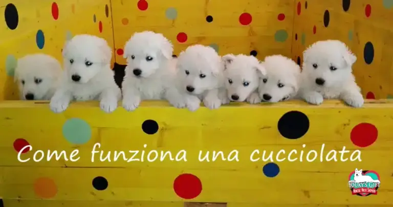 funziona-cucciolata evdz