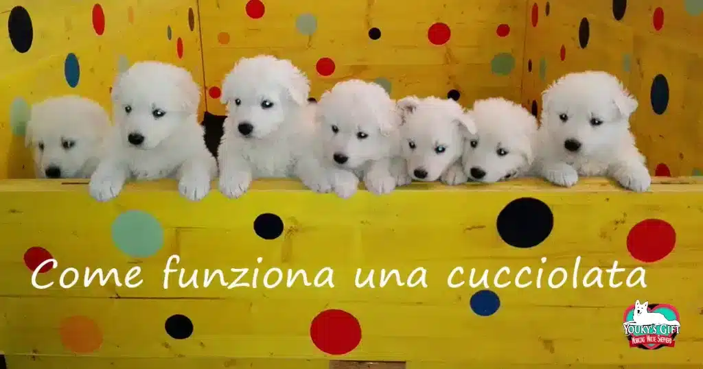 funziona-cucciolata evdz