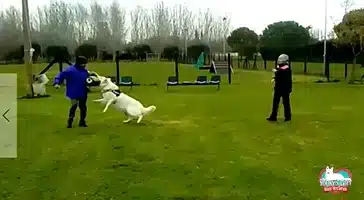 responsabilità allevatore evdz
