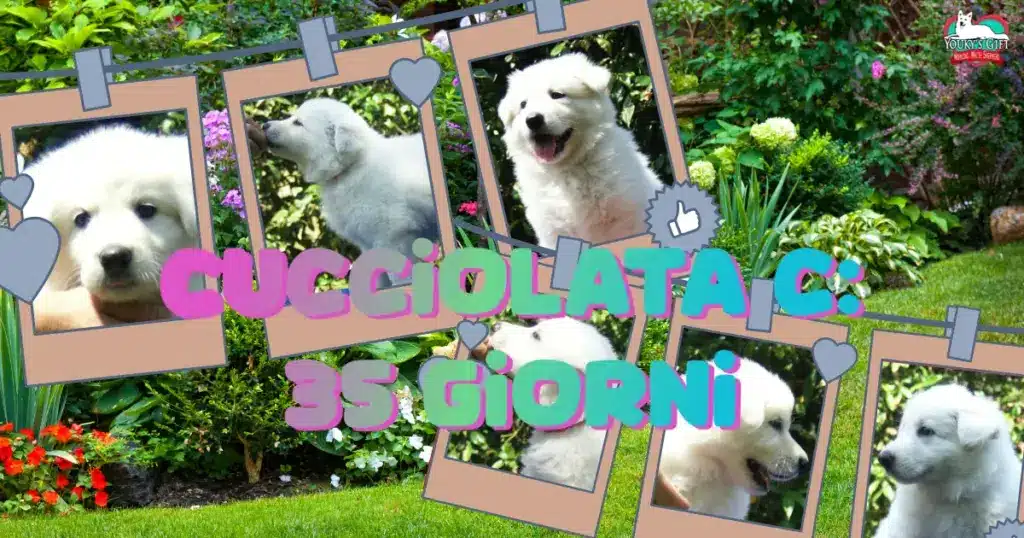 Cucciolata C 35 giornievdz