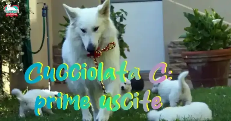 Cucciolata-prime-uscite-evdz