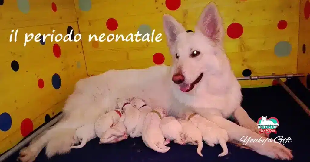 periodo-neonatale evdz