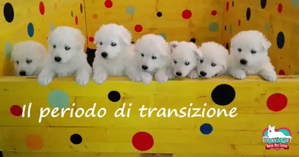 periodo-transizione evdz