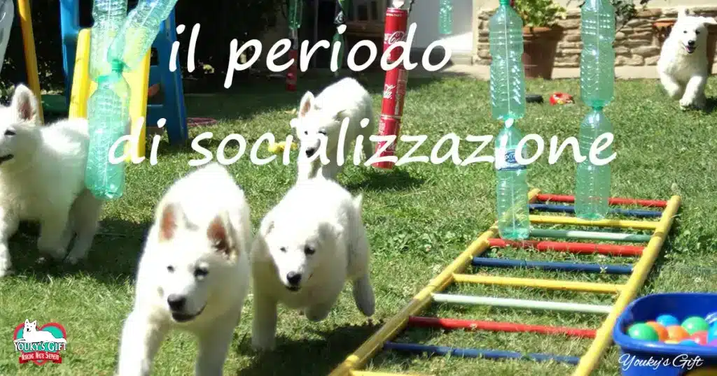 periodo-socializzazione evdz