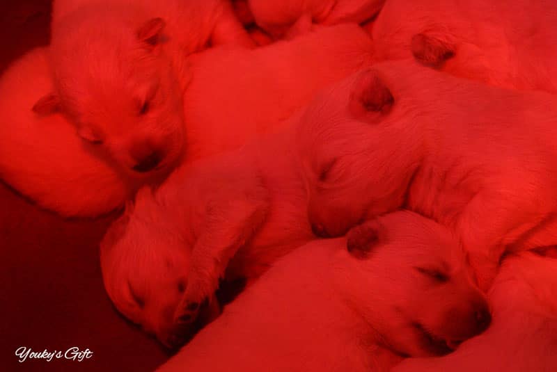 periodi sensibili cucciolo periodo neonatale termotattismo-positivo