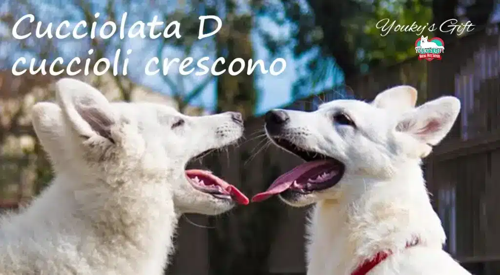 vaccinazione o socializzazione evdz