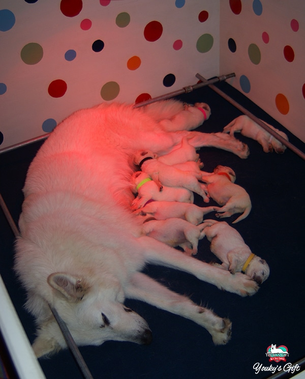 mamma e cuccioli pastore svizzero 10 giorni