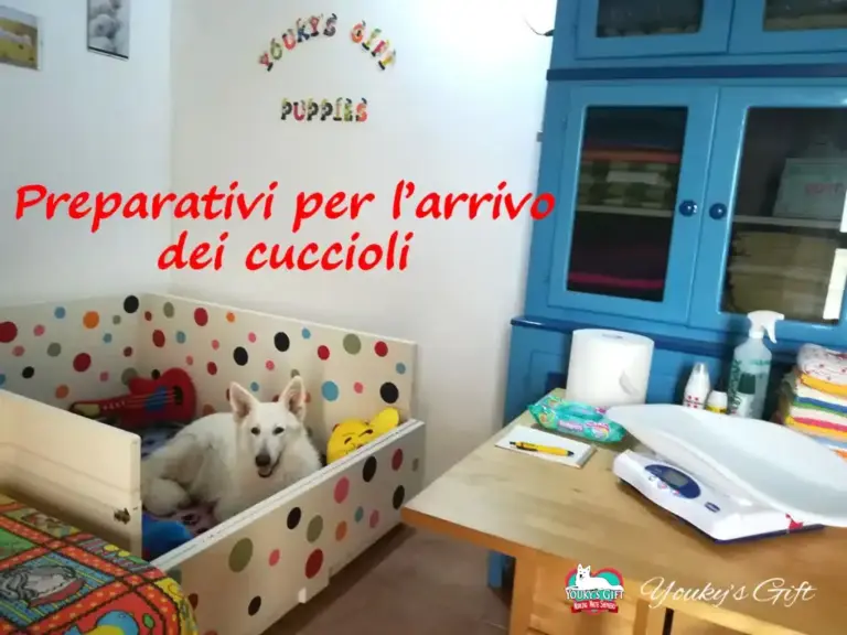 preparativi arrivo cuccioli evdz