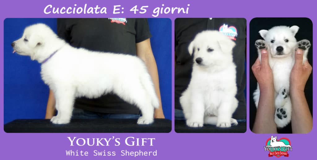 cuccioli pastore svizzero youky's gift cucciolata E foto 45 giorni