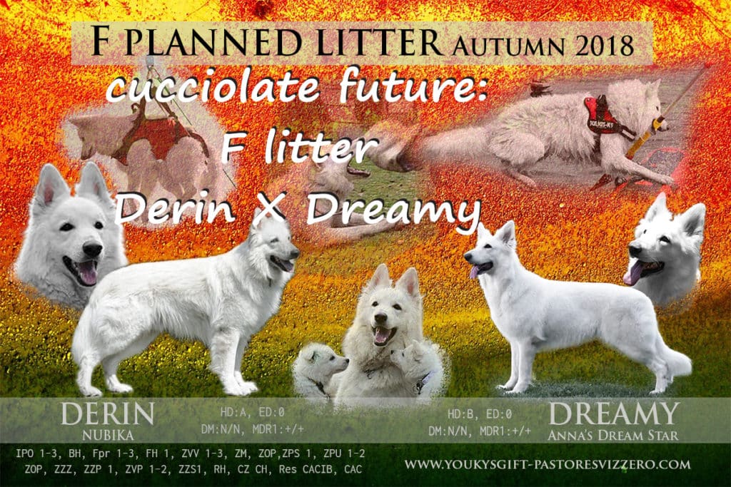 cucciolate future F litter pastore svizzero bianco cuccioli youky's gift