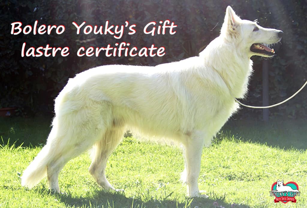 Bolero lastre cert pastore svizzero bianco cuccioli youky's gift