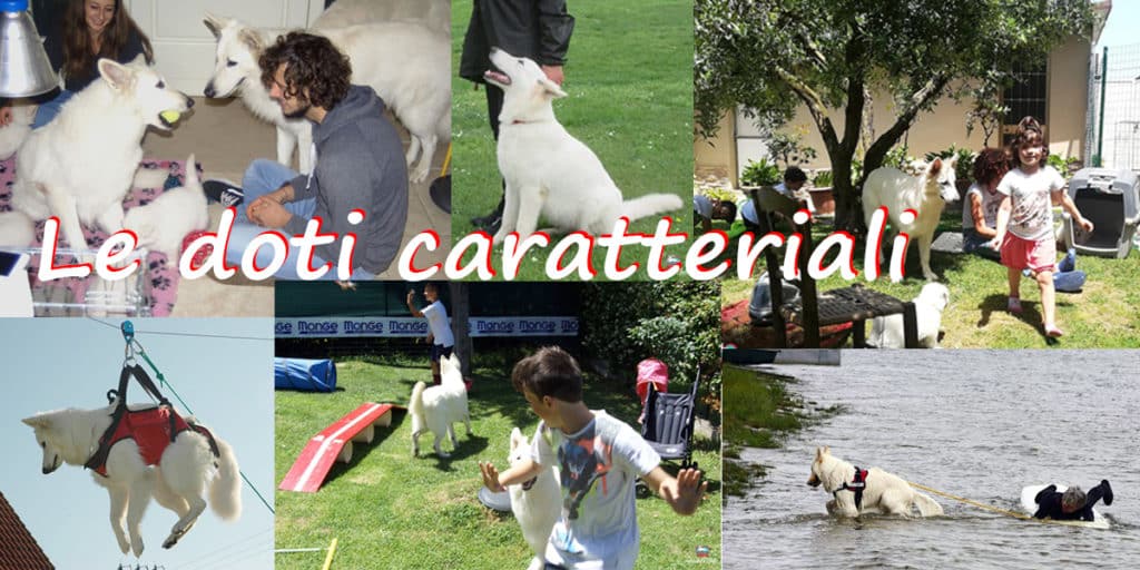 doti caratteriali pastore svizzero bianco cuccioli youky's gift