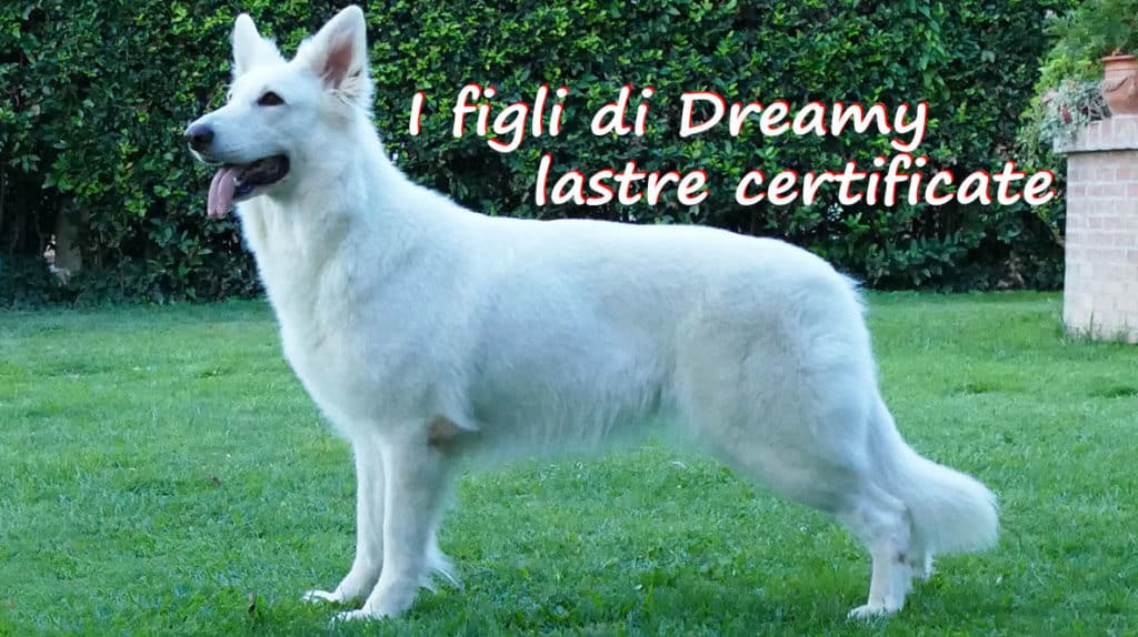 C litter lastre displasia pastore svizzero bianco cuccioli youky's gift