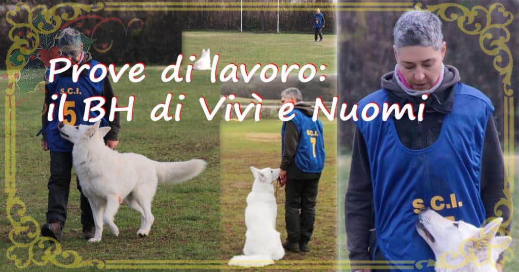 bh vivì nuomi pastore svizzero bianco cuccioli allevamento youky's gift