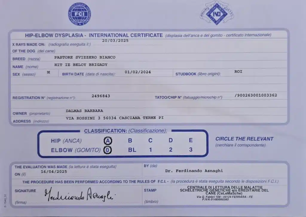 Certificato ufficiale FCI CeLeMaSche relativo all'esame della displasia dell'anca e del gomito del Pastore Svizzero Bianco Hit iz Beloy Brigady.