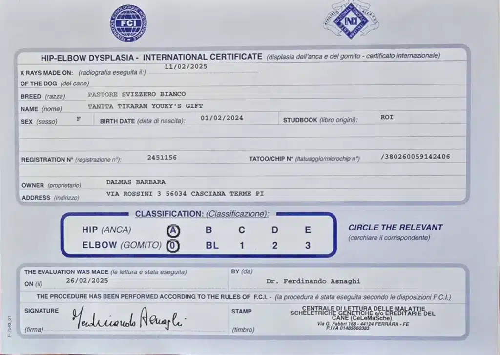 Certificato ufficiale FCI ENCI di valutazione della displasia di anca e gomito con grado A e 0 per Tanita Tikaram Pastore Svizzero Bianco