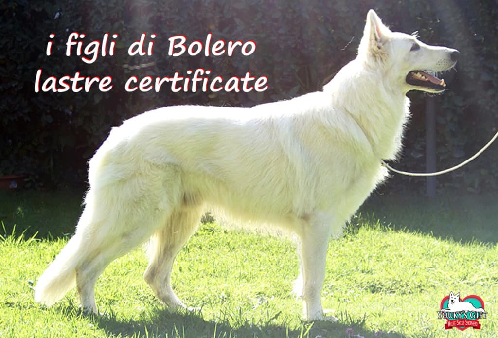 lastre displasia D litter Bolero cuccioli