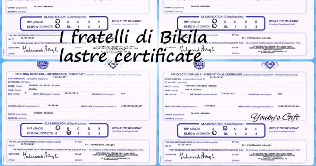 fratelli BIKILA lastre certificate cuccioli