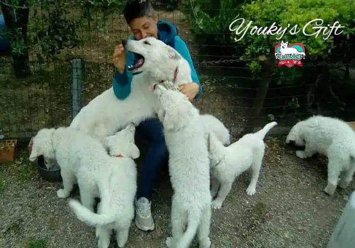 giornata tipo come funziona una cucciolata