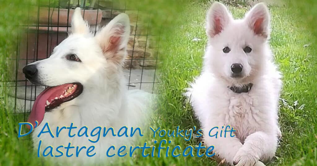 D'Artagnan YOUKY'S GIFT lastre cert