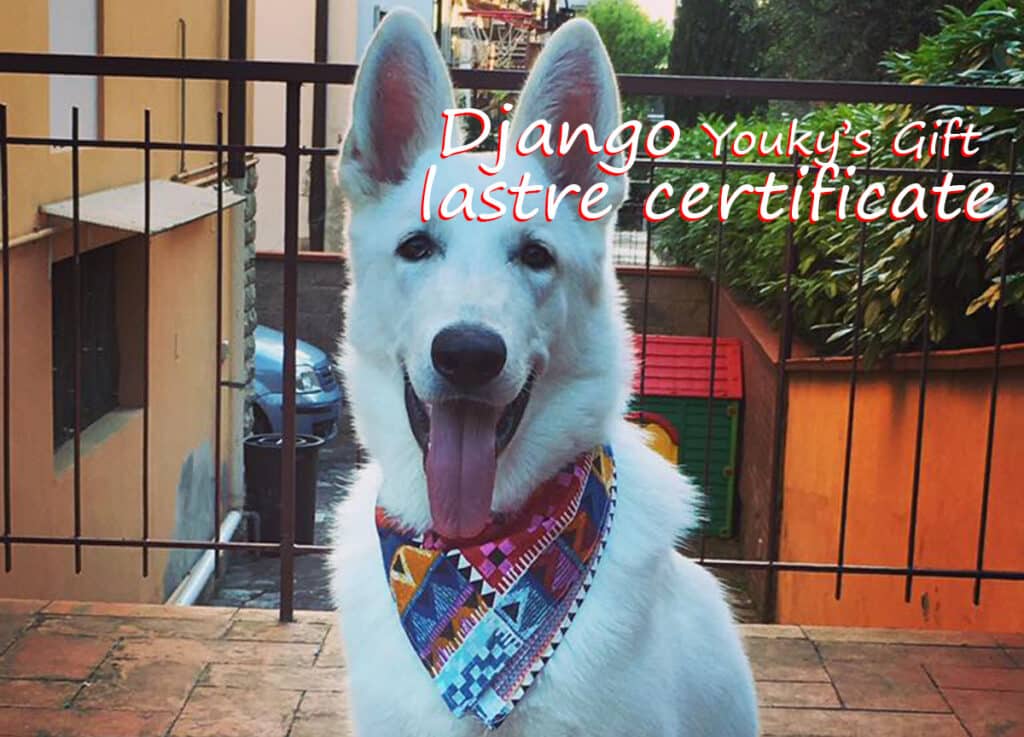 django pastore svizzero bianco cuccioli youky's gift lastre