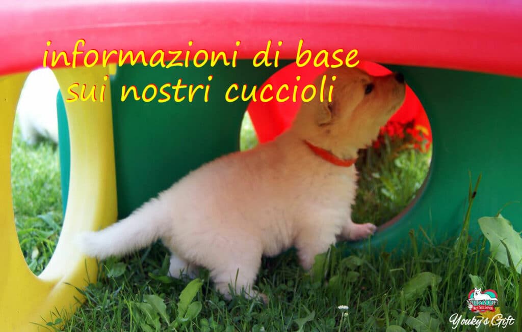 informazioni base sui cuccioli