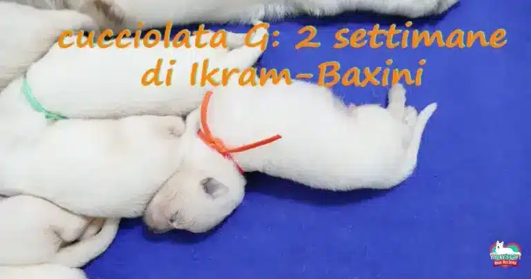 cucciolata G due settimane evdz