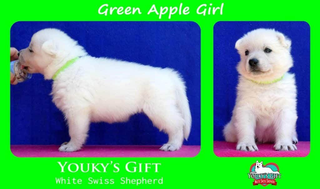 cucciolo pastore svizzero green apple girl
