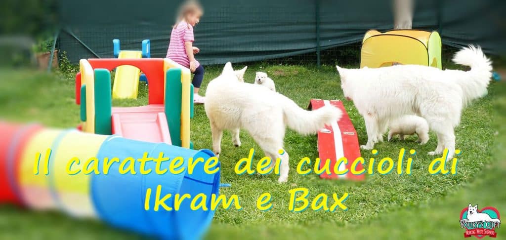 carattere cuccioli cucciolata G pastore svizzero