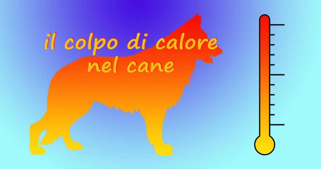 salute Pastore Svizzero Bianco: colpo di calore nel cane