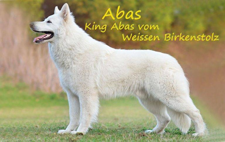 king-abas-vom-weissen-birkenstolz