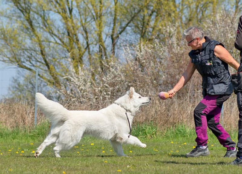 king abas vom weissen birkenstolz gioco cuccioli allevamento pastore svizzero Youky’s Gift