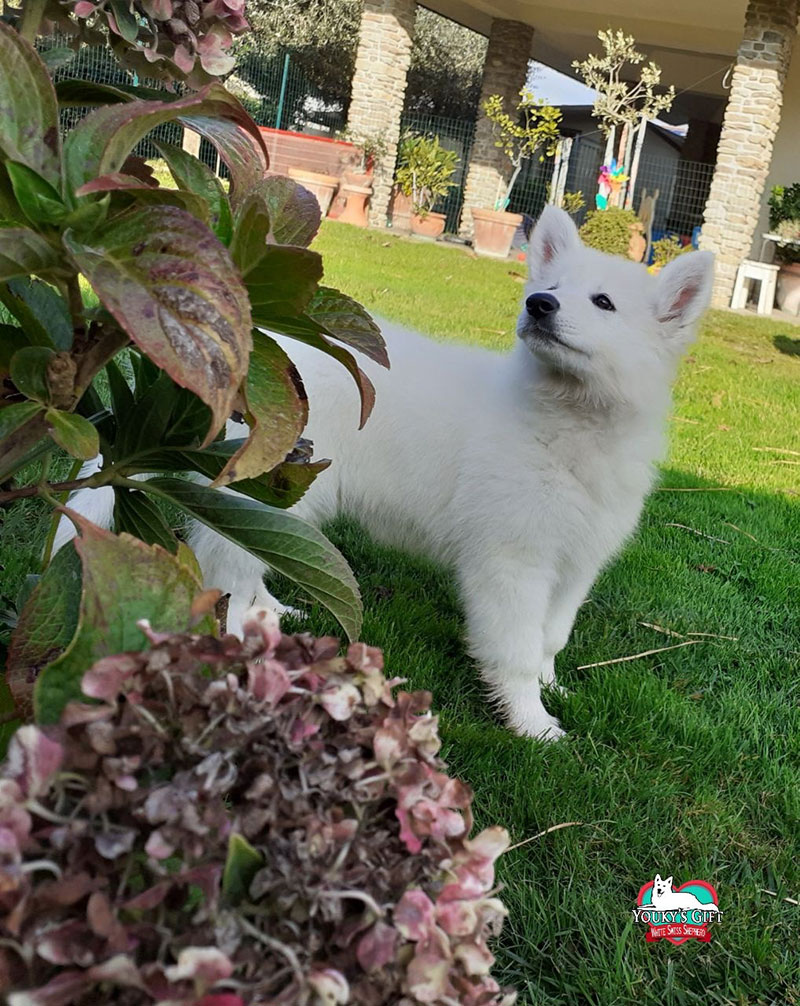 photo-gallery che buon profumo!Cuccioli di Pastore Svizzero curiosi