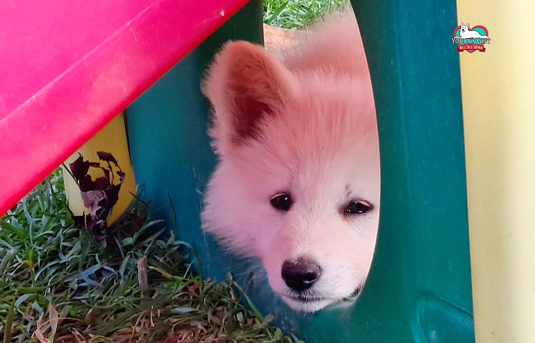 photo-gallery la dolcezza di un cucciolo di pastore svizzero in dormiveglia