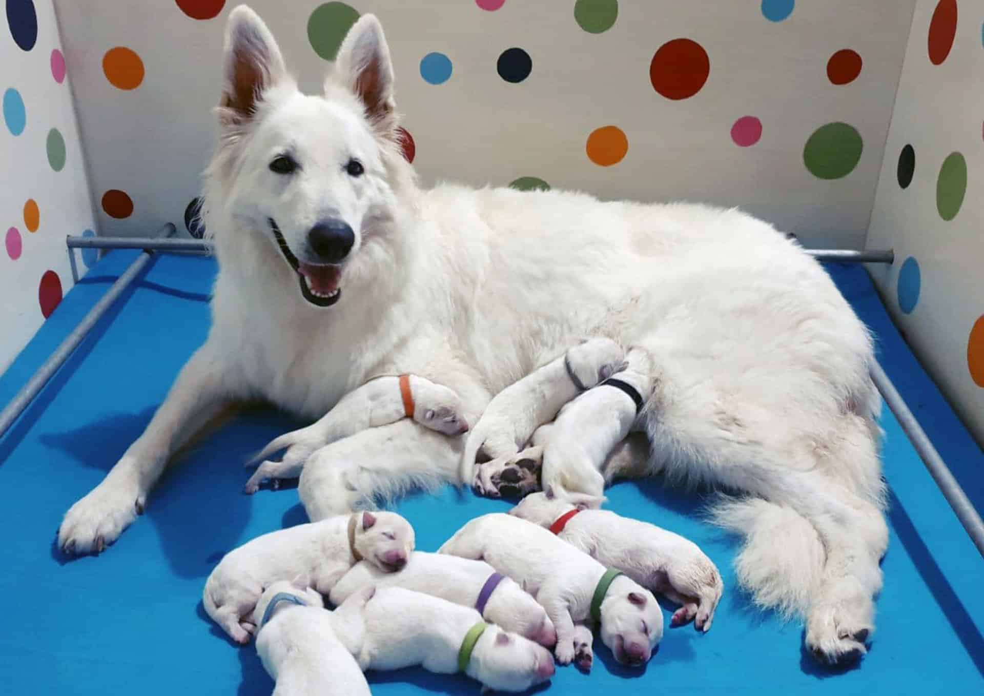 photo-gallery Enja e i suoi cucciolini