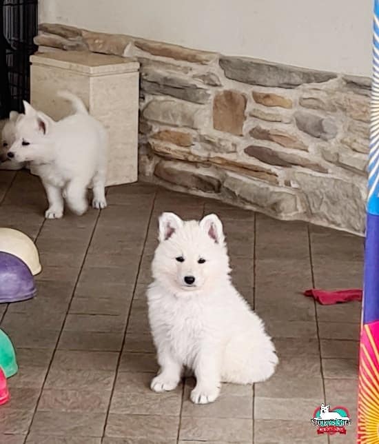photo-gallery la fierezza di un importante cucciolo di Pastore Svizzero: Youky's Gift