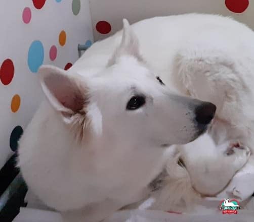 photo-gallery: Vivì ed il suo primo cucciolo