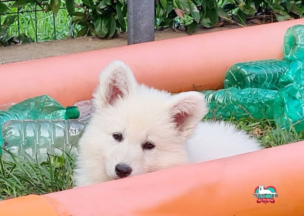photo-gallery un musettino di cucciolo di pastore svizzero dolcissimo