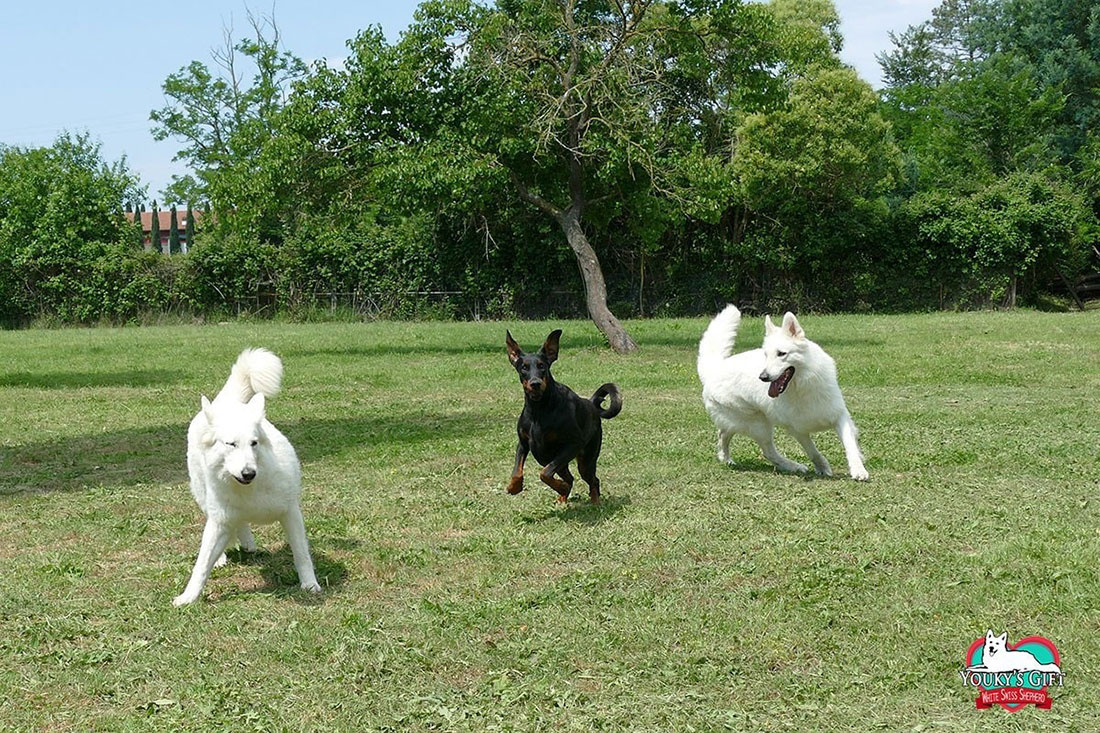 photo-gallery due pastori svizzeri pazzarelli con LaTopo, piccola dobermann