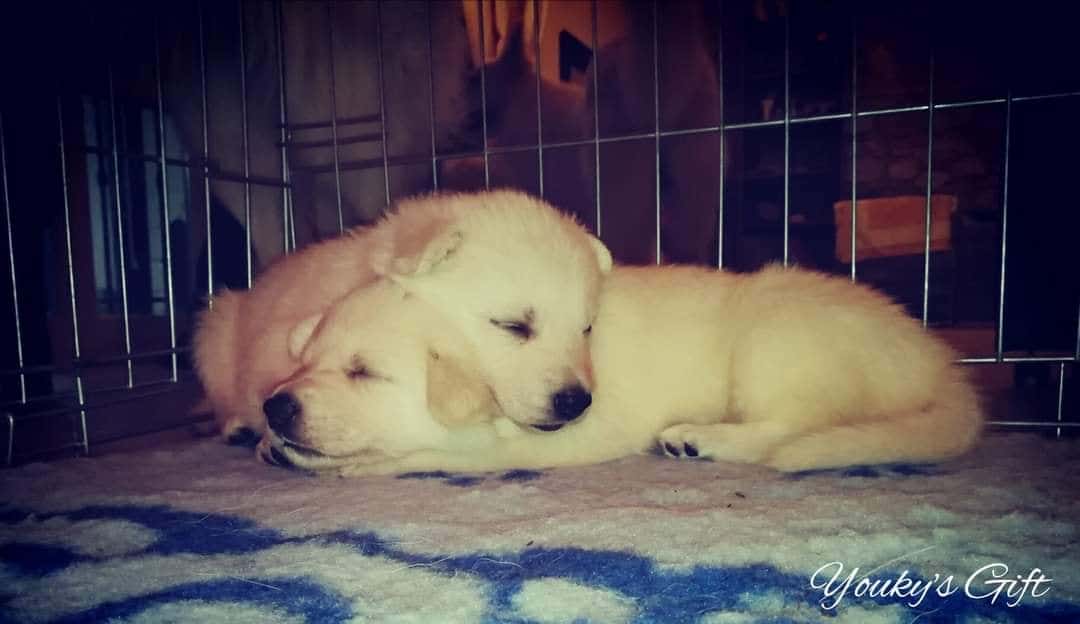 photo-gallery sogni fraterni dei cuccioli di Pastore Svizzero di Youky's Gift