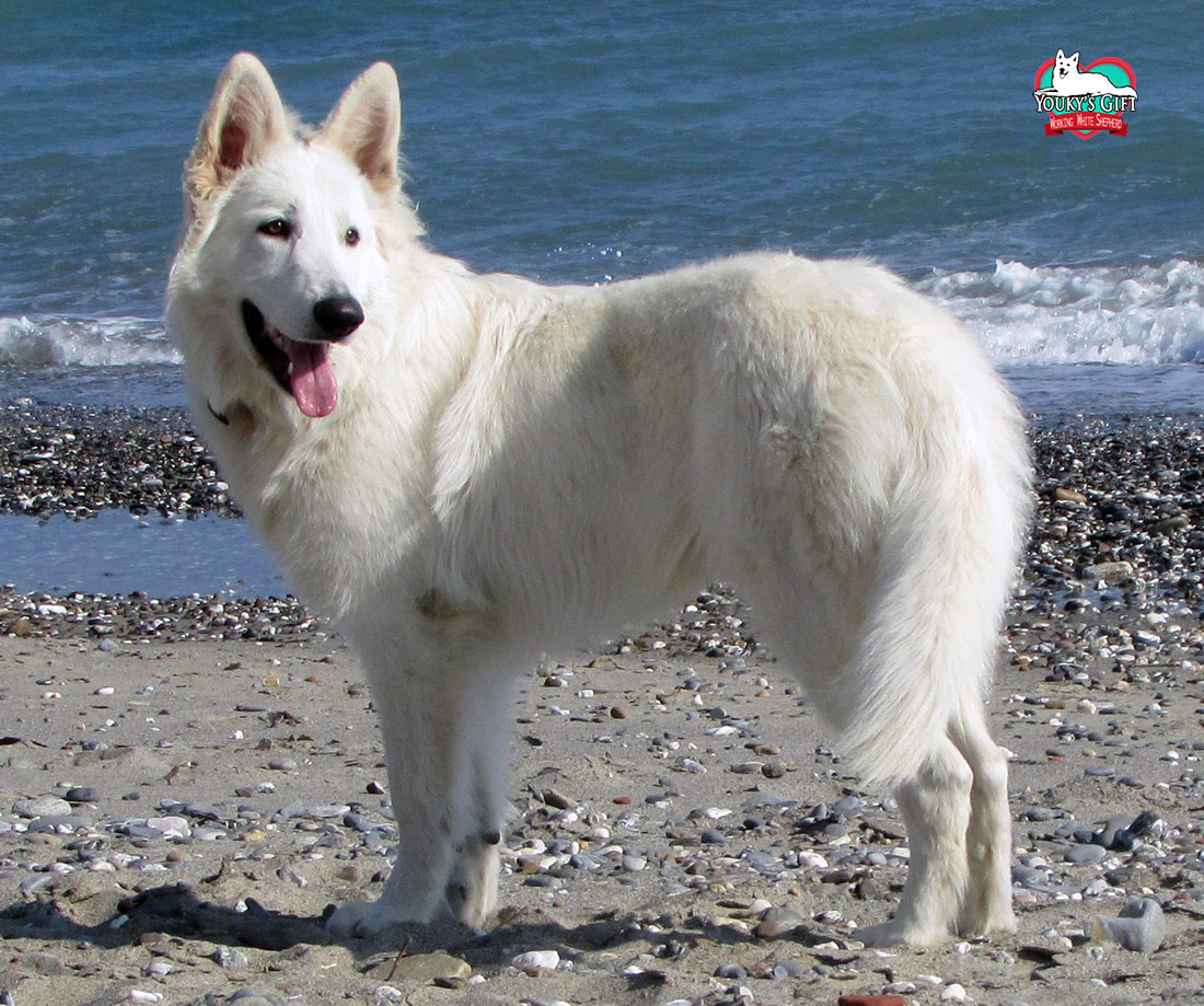 photo-gallery Lako Youky's Gift al mare