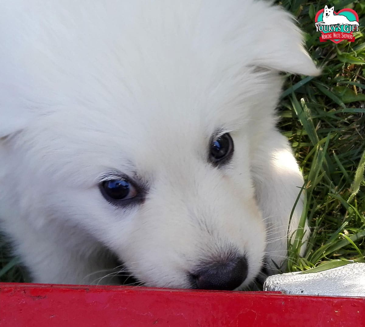 photo-gallery  lo sguardo dei cuccioli di pastore svizzero di Youky's Gift
