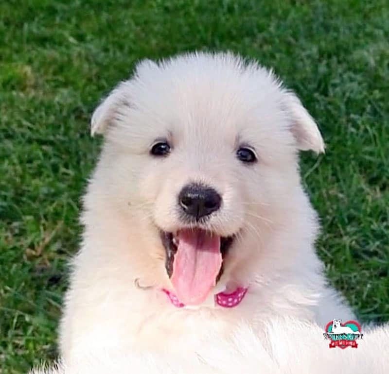 photo-gallery Tundra Youky's Gift: cucciola felice
