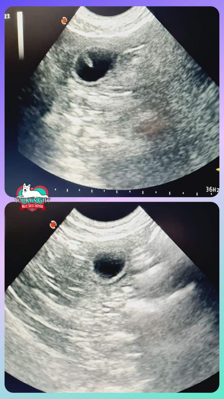 cucciolata T gravidanza confermata