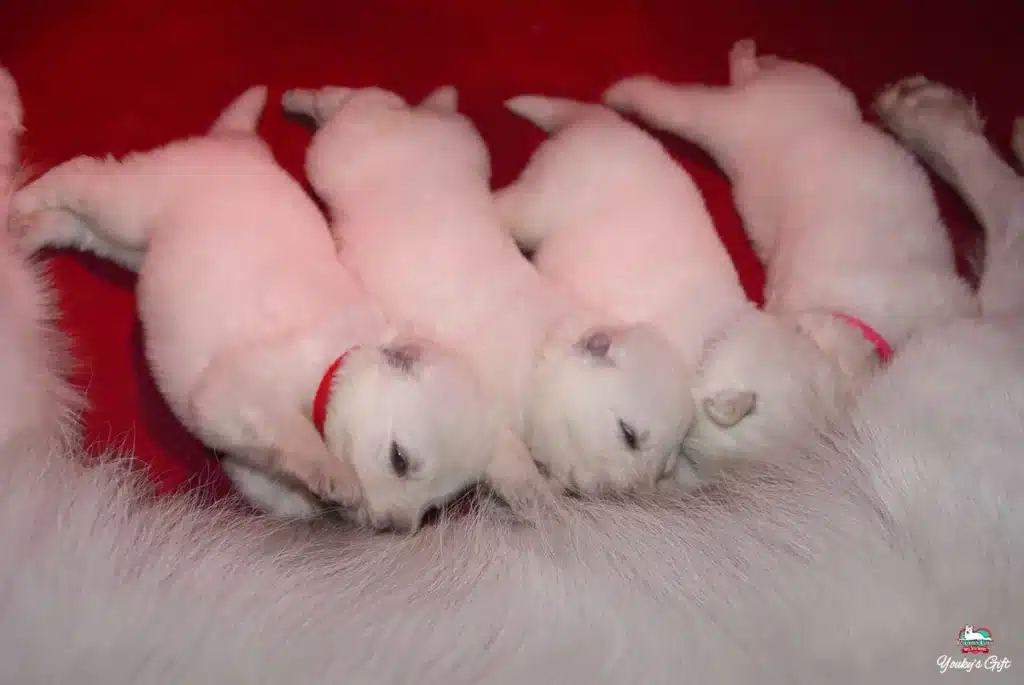 cuccioli di pastore svizzero bianco