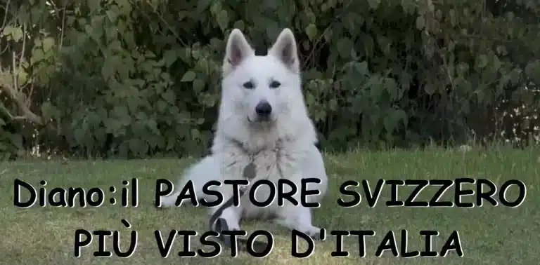 pastore svizzero più visto Diano evdz