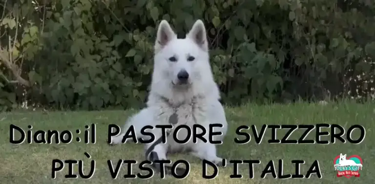 pastore-svizzero-piu-visto-diano-evdz