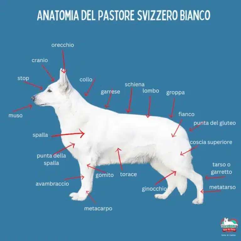 standard FCI anatomia pastore svizzero